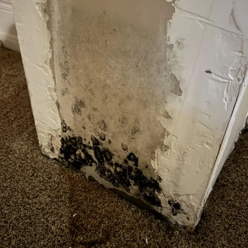 Professional Mold Removal in Tiffin, IA
